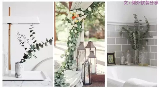 【例外.花箋記】尤加利，花藝界的百搭神葉