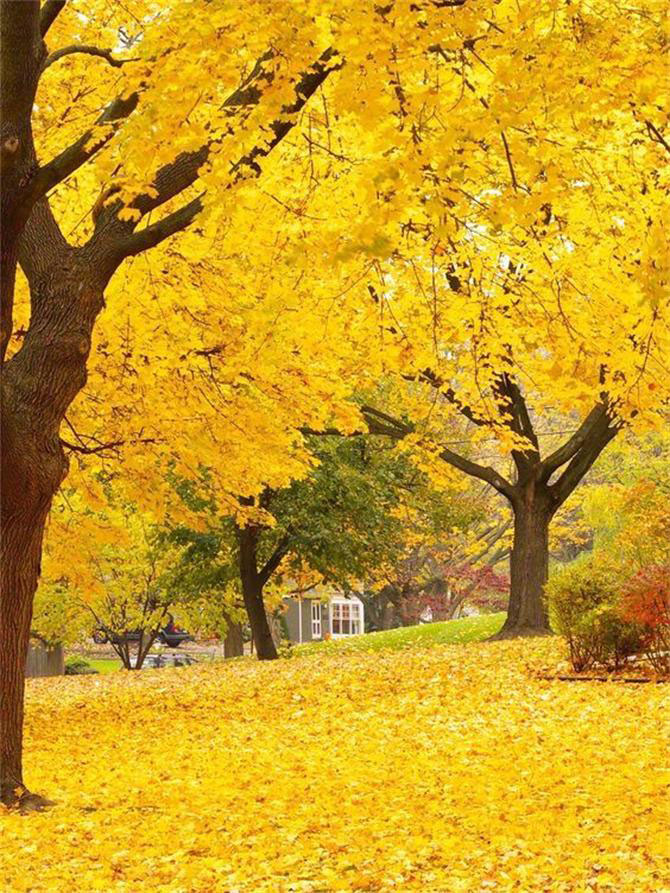 軟裝設(shè)計師幫你把秋天留在家里！