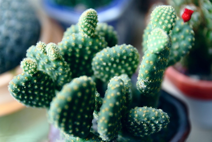 不能不知的11款強室內(nèi)吸毒植物，裝修房子必備-別墅設(shè)計,軟裝設(shè)計,室內(nèi)設(shè)計,豪宅設(shè)計,深圳例外軟裝設(shè)計公司