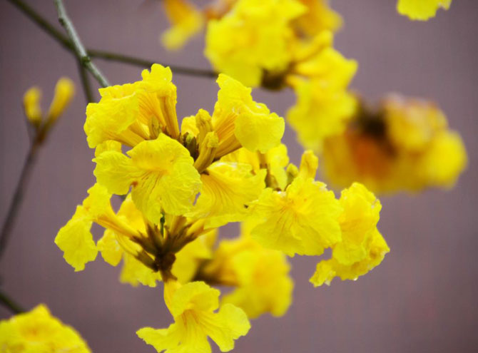 陽春三月，這些美景其實可以帶回家！-別墅設(shè)計,軟裝設(shè)計,室內(nèi)設(shè)計,豪宅設(shè)計,深圳例外軟裝設(shè)計公司