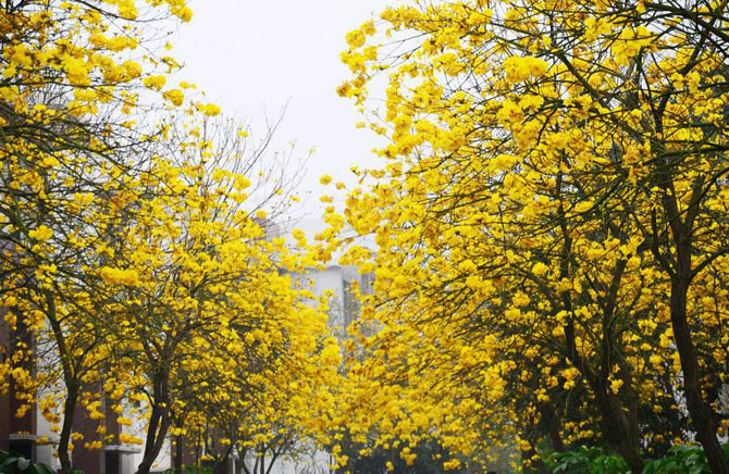 陽春三月，這些美景其實可以帶回家！-別墅設(shè)計,軟裝設(shè)計,室內(nèi)設(shè)計,豪宅設(shè)計,深圳例外軟裝設(shè)計公司