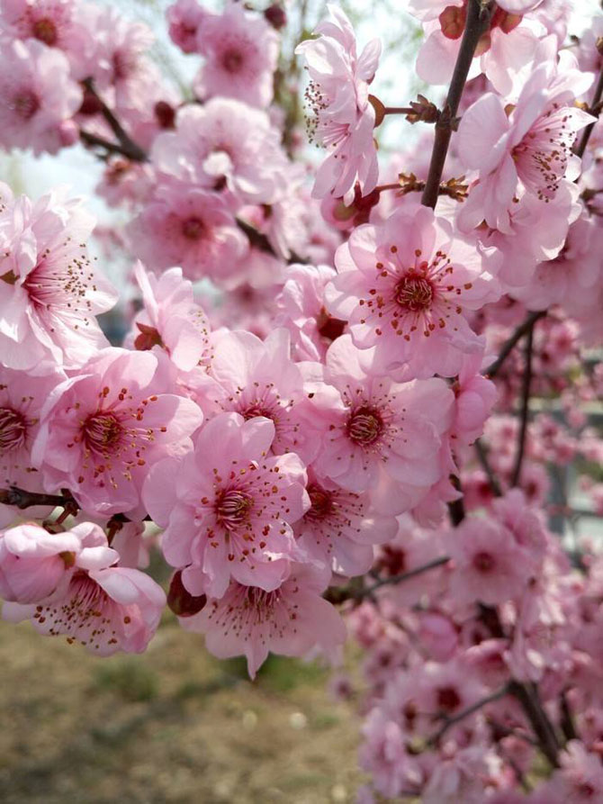 陽春三月，這些美景其實可以帶回家！-別墅設(shè)計,軟裝設(shè)計,室內(nèi)設(shè)計,豪宅設(shè)計,深圳例外軟裝設(shè)計公司