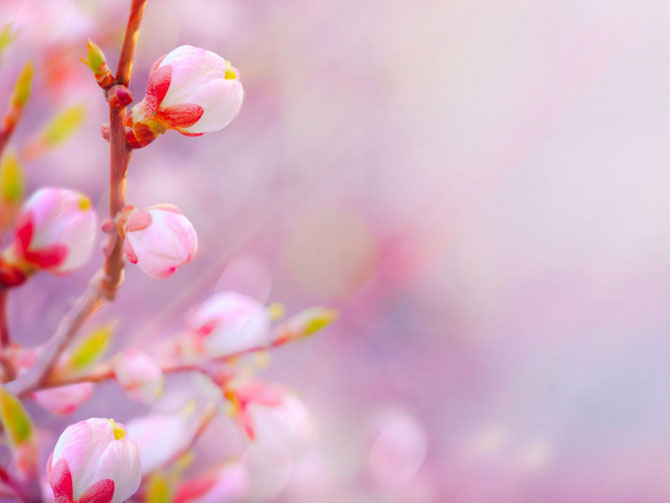 陽春三月，這些美景其實可以帶回家！-別墅設(shè)計,軟裝設(shè)計,室內(nèi)設(shè)計,豪宅設(shè)計,深圳例外軟裝設(shè)計公司