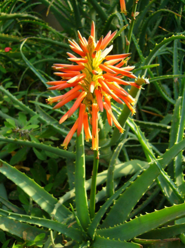 不能不知的11款強室內(nèi)吸毒植物，裝修房子必備-別墅設(shè)計,軟裝設(shè)計,室內(nèi)設(shè)計,豪宅設(shè)計,深圳例外軟裝設(shè)計公司