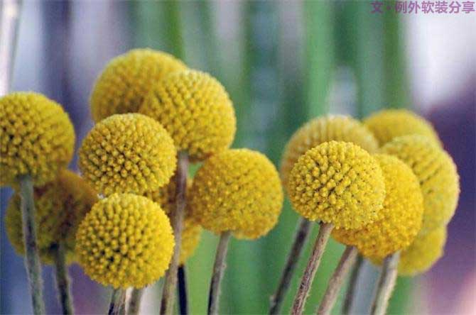 【例外.花箋記】金槌花，敲打在心間的小鼓槌！