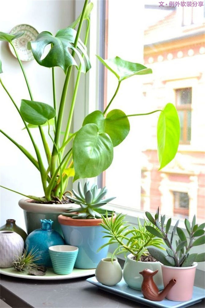 龜背竹遠(yuǎn)不止能去除甲醛，原來還有這么多作用！-別墅設(shè)計(jì),軟裝設(shè)計(jì),室內(nèi)設(shè)計(jì),豪宅設(shè)計(jì),深圳例外軟裝設(shè)計(jì)公司