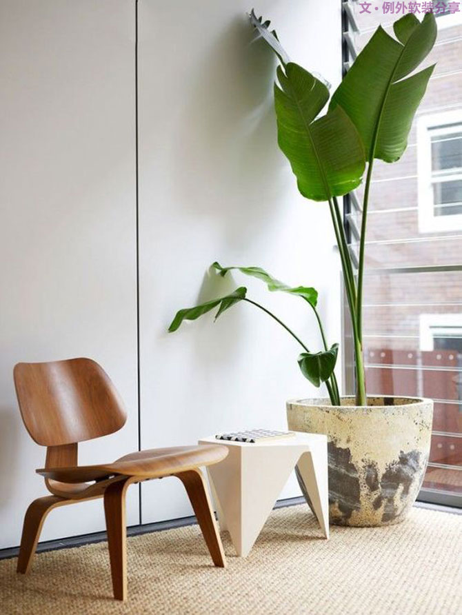 這些自帶天然氣質(zhì)的網(wǎng)紅綠植，都成了設(shè)計(jì)界的新寵兒！-別墅軟裝設(shè)計(jì),軟裝設(shè)計(jì),室內(nèi)軟裝設(shè)計(jì),室內(nèi)設(shè)計(jì),豪宅設(shè)計(jì),深圳例外軟裝設(shè)計(jì)公司