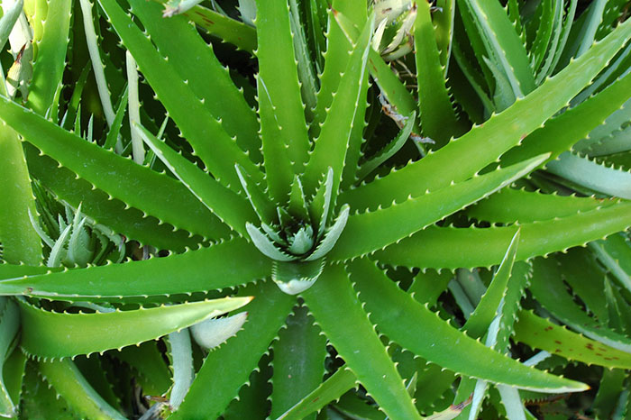 不能不知的11款強室內(nèi)吸毒植物，裝修房子必備-別墅設(shè)計,軟裝設(shè)計,室內(nèi)設(shè)計,豪宅設(shè)計,深圳例外軟裝設(shè)計公司