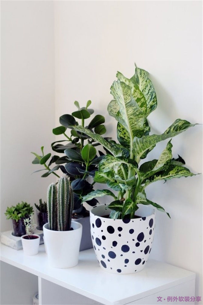 家里植物這樣擺，打造”另類(lèi)“居室（一）-別墅設(shè)計(jì),軟裝設(shè)計(jì),室內(nèi)設(shè)計(jì),豪宅設(shè)計(jì),深圳例外軟裝設(shè)計(jì)公司