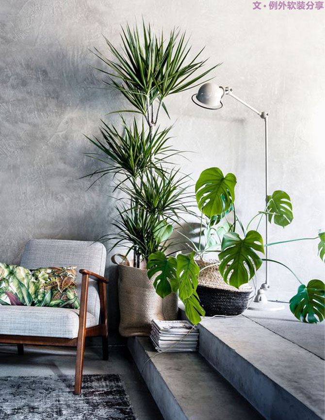 這些自帶天然氣質(zhì)的網(wǎng)紅綠植，都成了設(shè)計(jì)界的新寵兒！-別墅軟裝設(shè)計(jì),軟裝設(shè)計(jì),室內(nèi)軟裝設(shè)計(jì),室內(nèi)設(shè)計(jì),豪宅設(shè)計(jì),深圳例外軟裝設(shè)計(jì)公司