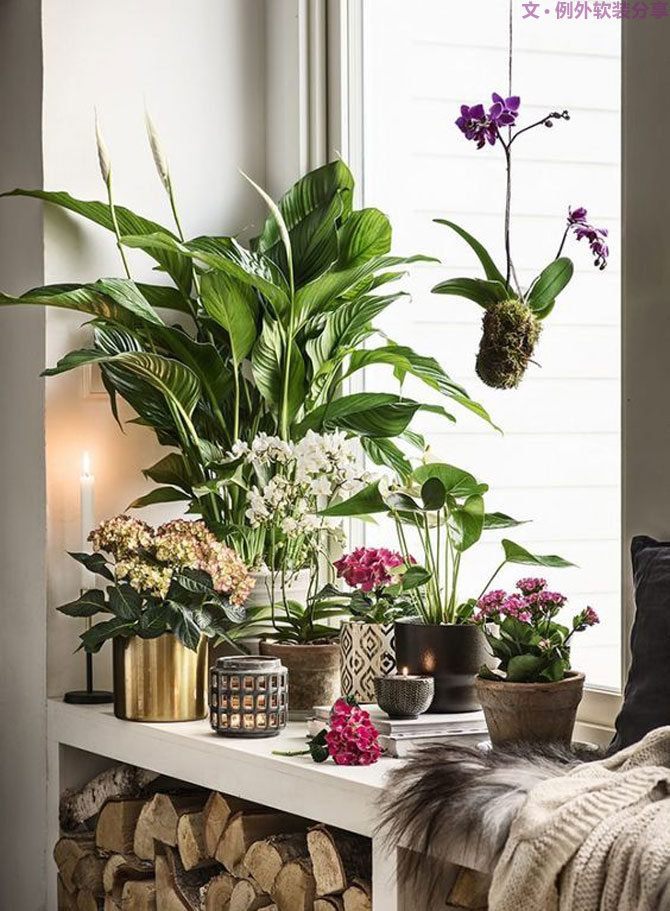 這些自帶天然氣質(zhì)的網(wǎng)紅綠植，都成了設(shè)計(jì)界的新寵兒！-別墅軟裝設(shè)計(jì),軟裝設(shè)計(jì),室內(nèi)軟裝設(shè)計(jì),室內(nèi)設(shè)計(jì),豪宅設(shè)計(jì),深圳例外軟裝設(shè)計(jì)公司