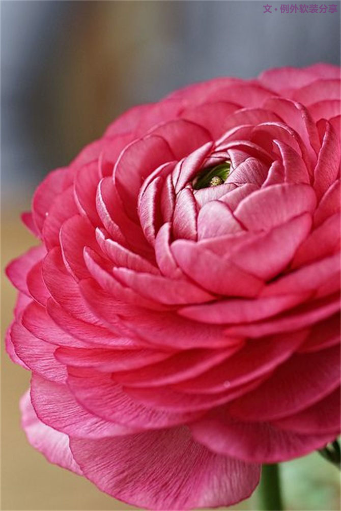 【例外·花箋記】洋牡丹，花叢中的人氣精靈-別墅設(shè)計(jì),軟裝設(shè)計(jì),室內(nèi)設(shè)計(jì),豪宅設(shè)計(jì),深圳例外軟裝設(shè)計(jì)公司