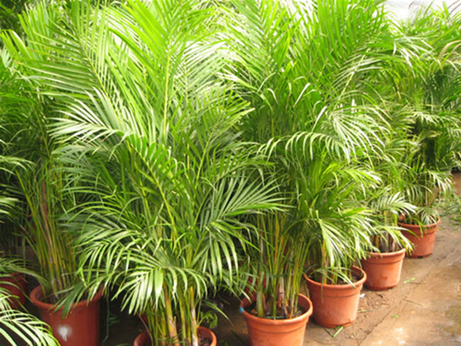 不能不知的11款強室內(nèi)吸毒植物，裝修房子必備-別墅設(shè)計,軟裝設(shè)計,室內(nèi)設(shè)計,豪宅設(shè)計,深圳例外軟裝設(shè)計公司