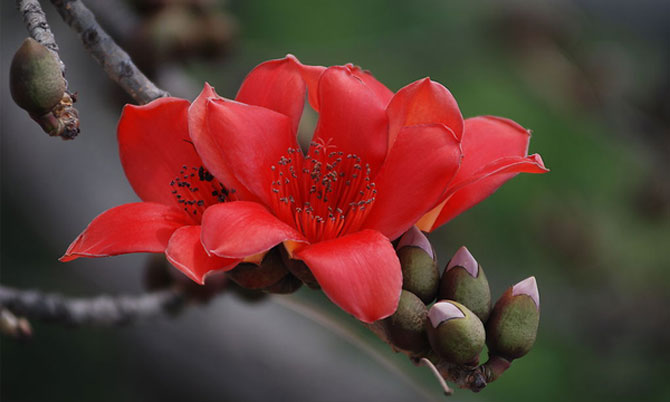 陽春三月，這些美景其實可以帶回家！-別墅設(shè)計,軟裝設(shè)計,室內(nèi)設(shè)計,豪宅設(shè)計,深圳例外軟裝設(shè)計公司