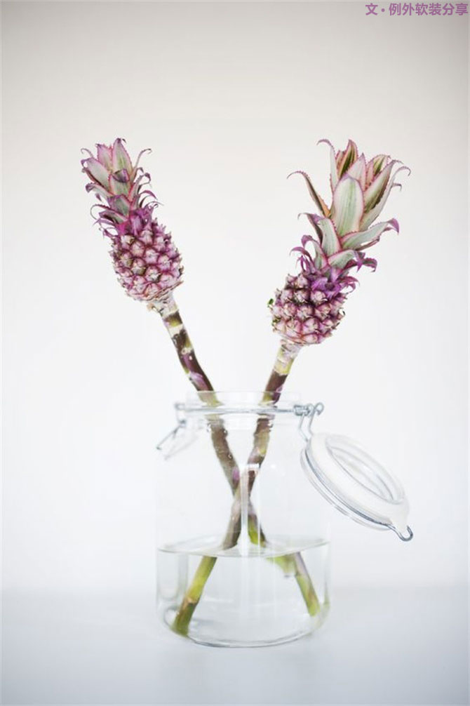 設(shè)計師揭秘8種適合冬季擺放的鮮花！-別墅設(shè)計,軟裝設(shè)計,室內(nèi)設(shè)計,豪宅設(shè)計,深圳例外軟裝設(shè)計公司