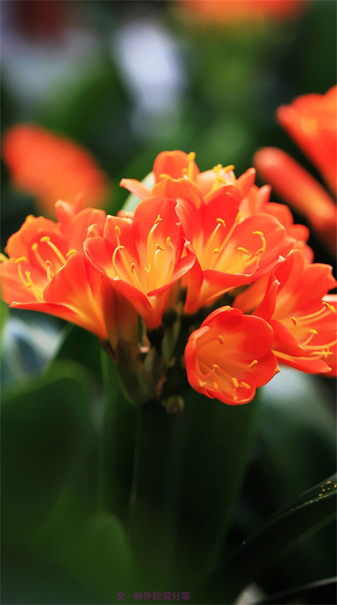 不能不知的家居綠植選擇、養(yǎng)護(hù)技巧，居家必備！-別墅設(shè)計(jì),軟裝設(shè)計(jì),室內(nèi)設(shè)計(jì),豪宅設(shè)計(jì),深圳例外軟裝設(shè)計(jì)公司