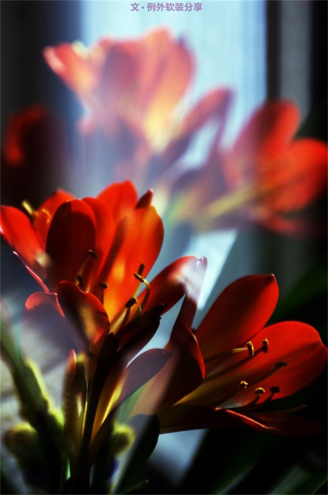 不能不知的家居綠植選擇、養(yǎng)護(hù)技巧，居家必備！-別墅設(shè)計(jì),軟裝設(shè)計(jì),室內(nèi)設(shè)計(jì),豪宅設(shè)計(jì),深圳例外軟裝設(shè)計(jì)公司