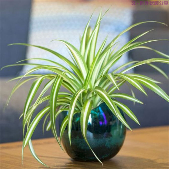 不能不知的家居綠植選擇、養(yǎng)護(hù)技巧，居家必備！-別墅設(shè)計(jì),軟裝設(shè)計(jì),室內(nèi)設(shè)計(jì),豪宅設(shè)計(jì),深圳例外軟裝設(shè)計(jì)公司