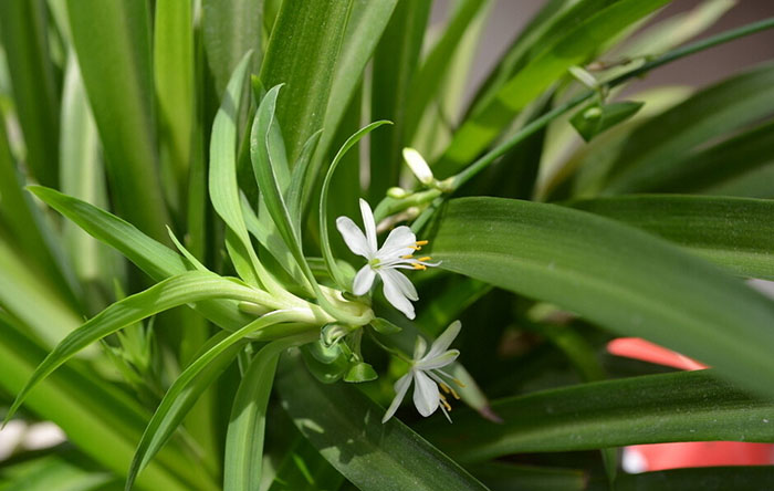 不能不知的11款強室內(nèi)吸毒植物，裝修房子必備-別墅設(shè)計,軟裝設(shè)計,室內(nèi)設(shè)計,豪宅設(shè)計,深圳例外軟裝設(shè)計公司